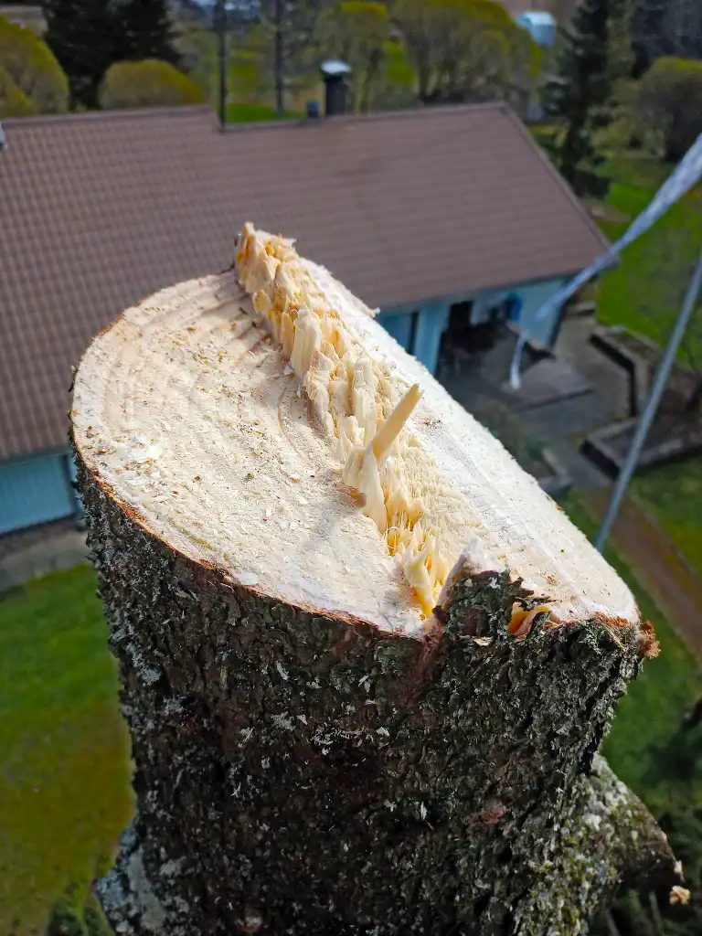 jussinpuujapiha-fi-pysty-18