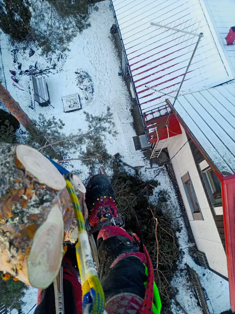 jussinpuujapiha-fi-pysty-25