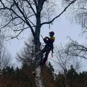 jussinpuujapiha-fi-pysty-11