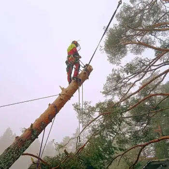 jussinpuujapiha-fi-pysty-14