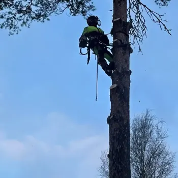 jussinpuujapiha-fi-pysty-26